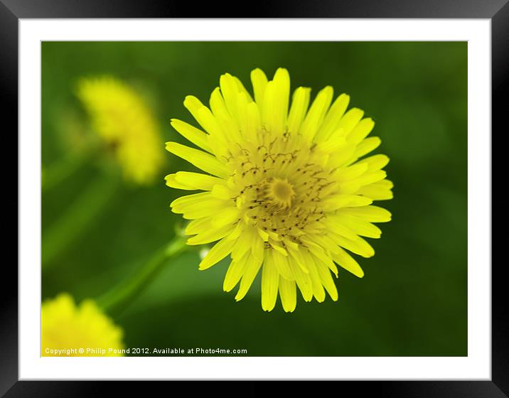 Yellow Wild Italian Flowers Framed Mounted Print by Philip Pound