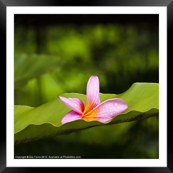 Frangipani Flower Framed Mounted Print by Zoe Ferrie