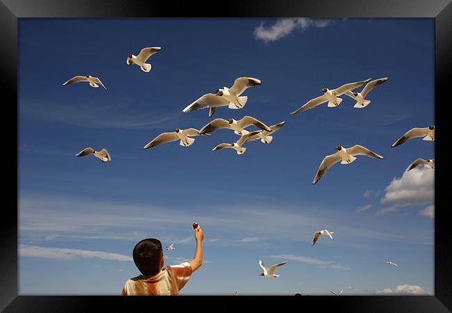 boy feeding the seagulls Framed Print by peter schickert