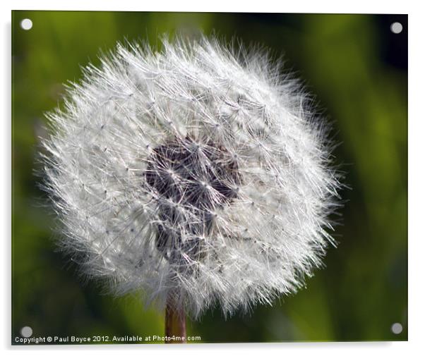 Dandelion Acrylic by Paul Boyce