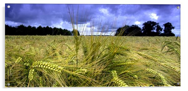Field at Hingham Acrylic by John Boekee