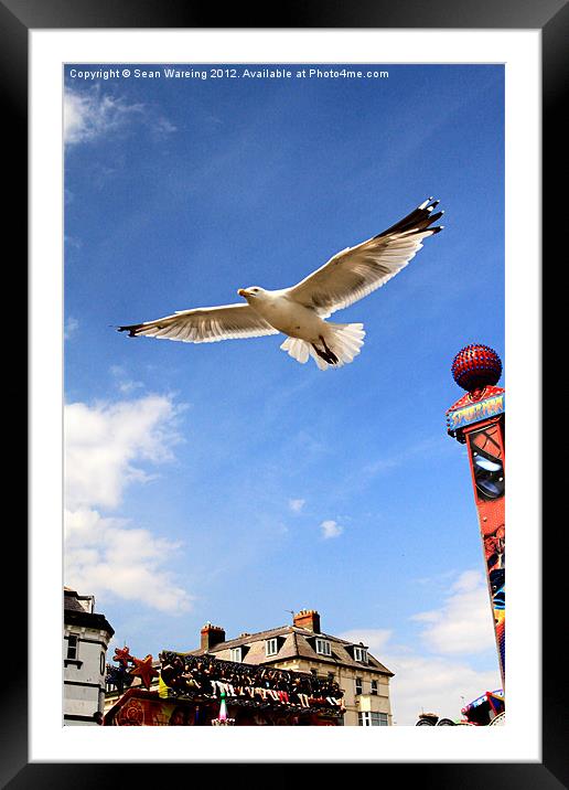 Seagull at the fair Framed Mounted Print by Sean Wareing