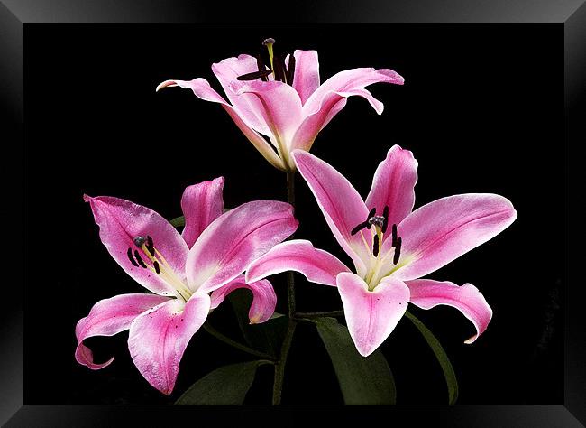 LILY THE PINK Framed Print by Anthony R Dudley (LRPS)