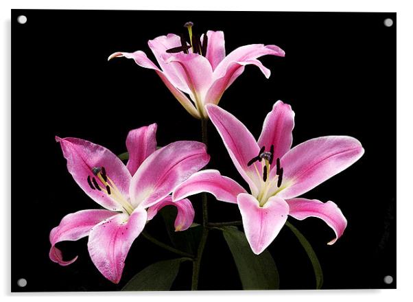 LILY THE PINK Acrylic by Anthony R Dudley (LRPS)