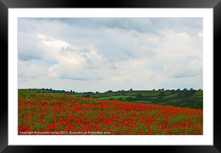 Poppy.Pembrokeshire. Framed Mounted Print by paulette hurley