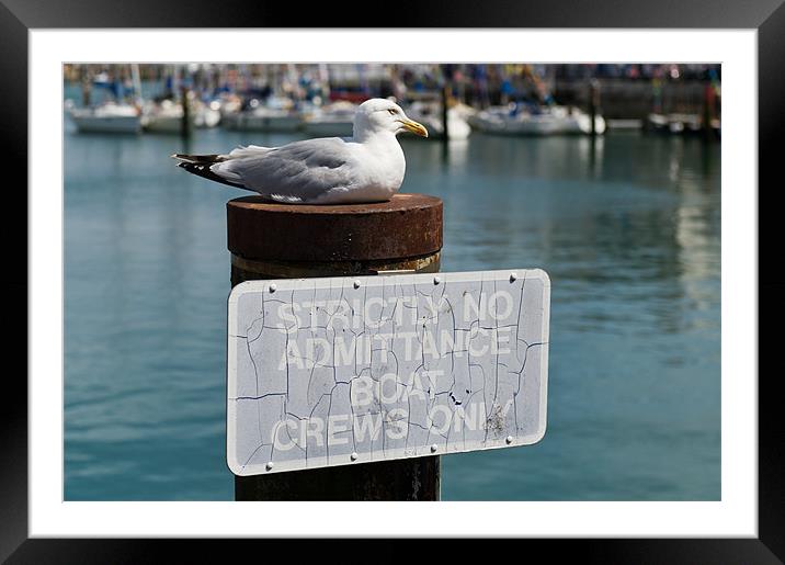 Seagull boat crew Framed Mounted Print by Gary Eason