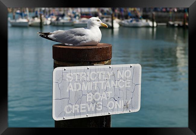 Seagull boat crew Framed Print by Gary Eason