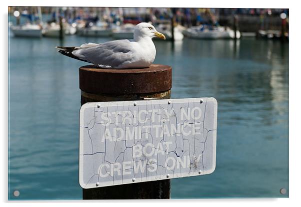 Seagull boat crew Acrylic by Gary Eason