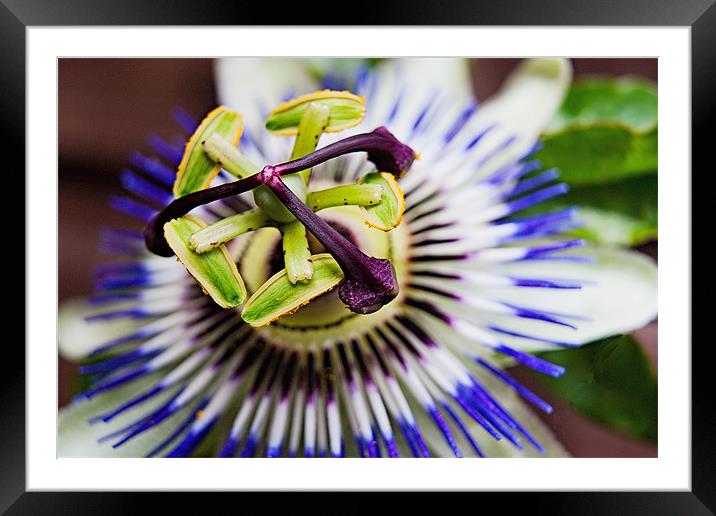 Passion Flower Macro Framed Mounted Print by Dave Frost