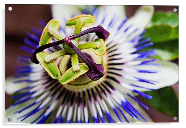 Passion Flower Macro Acrylic by Dave Frost