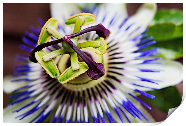 Passion Flower Macro Print by Dave Frost
