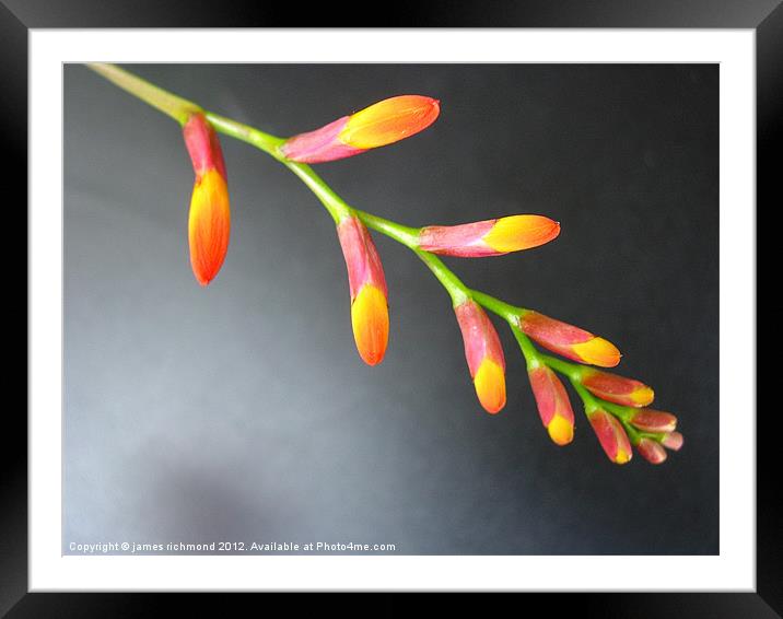 Montbretia Buds Framed Mounted Print by james richmond