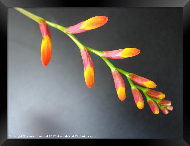 Montbretia Buds Framed Print by james richmond