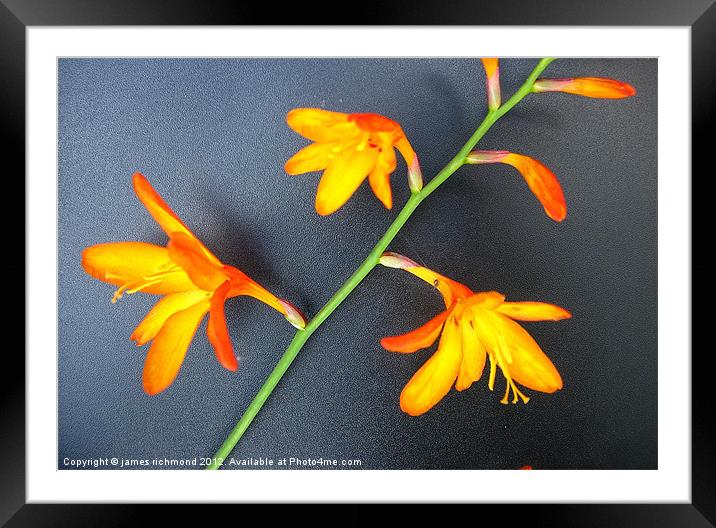 Montbretia Flowers Framed Mounted Print by james richmond
