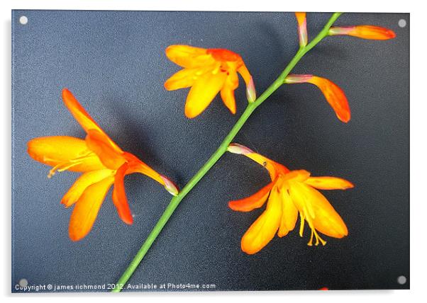 Montbretia Flowers Acrylic by james richmond