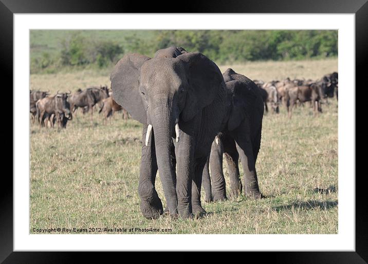 Elephants walking two by two Framed Mounted Print by Roy Evans