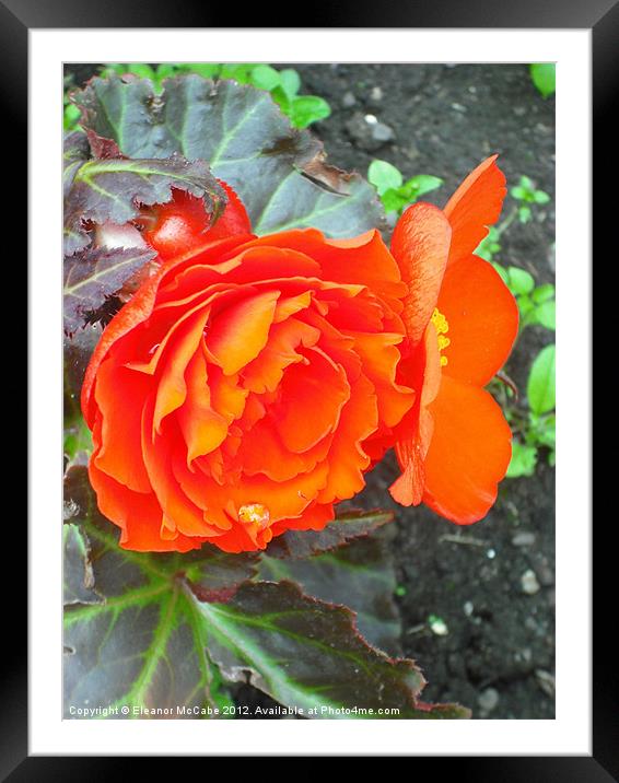Bright Begonia Beauty! Framed Mounted Print by Eleanor McCabe