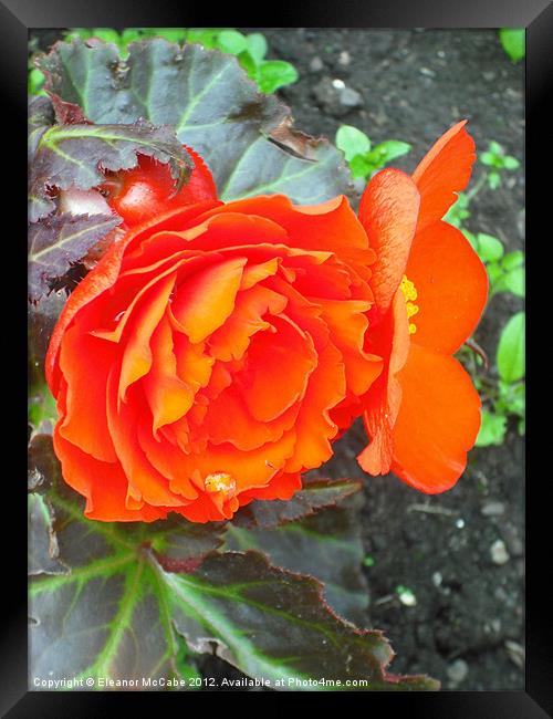 Bright Begonia Beauty! Framed Print by Eleanor McCabe
