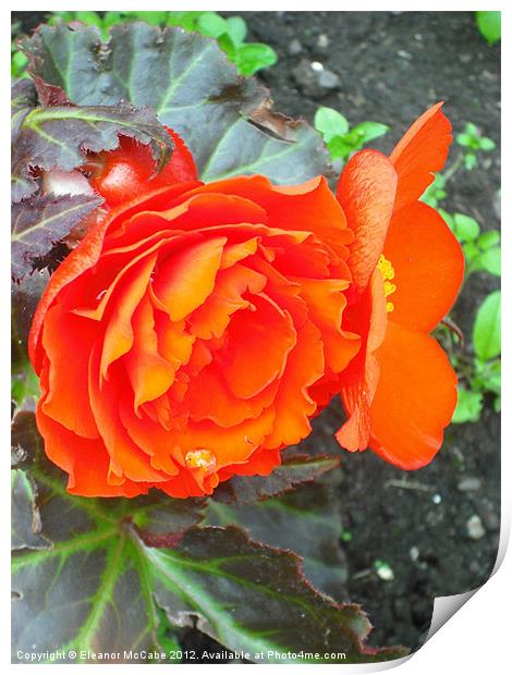 Bright Begonia Beauty! Print by Eleanor McCabe