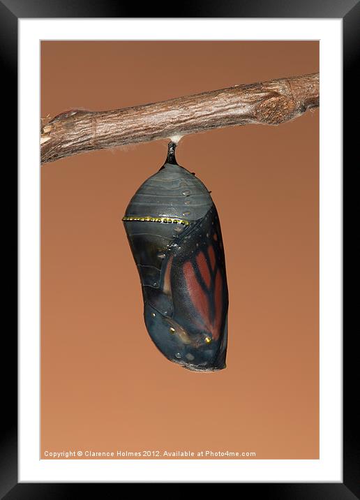 Monarch Butterfly Chrysalis II Framed Mounted Print by Clarence Holmes