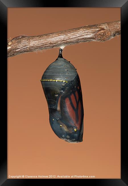 Monarch Butterfly Chrysalis II Framed Print by Clarence Holmes