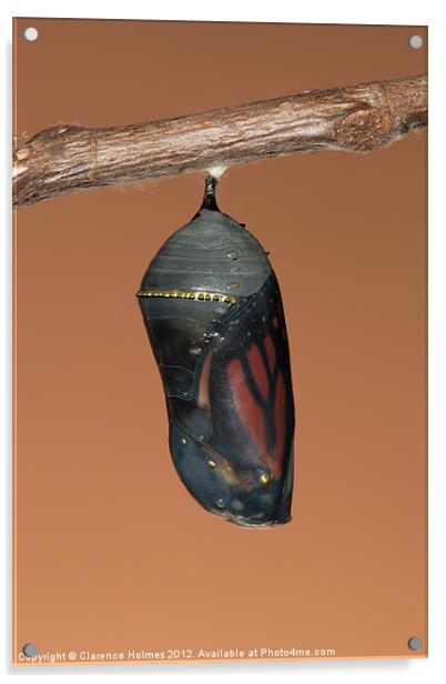 Monarch Butterfly Chrysalis II Acrylic by Clarence Holmes