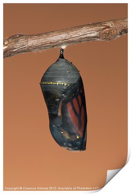 Monarch Butterfly Chrysalis II Print by Clarence Holmes
