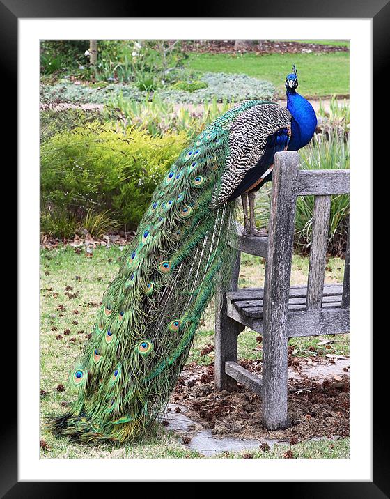 Peacock Framed Mounted Print by Nicholas Burningham