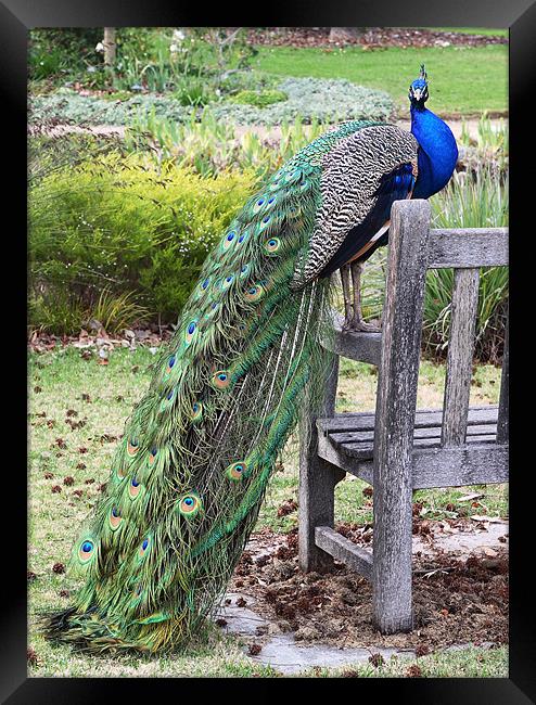 Peacock Framed Print by Nicholas Burningham