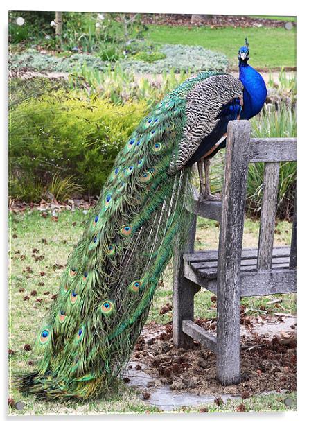 Peacock Acrylic by Nicholas Burningham