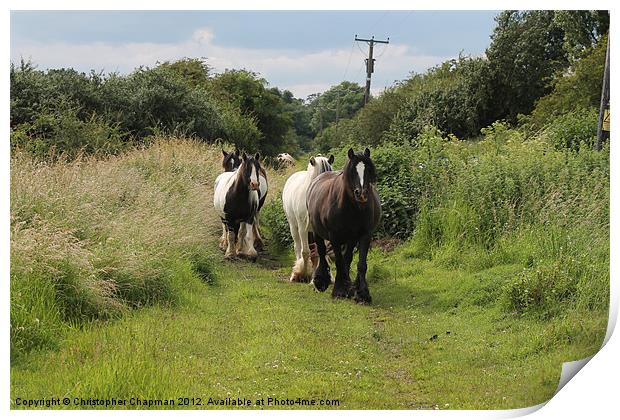 Horses on the Move Print by Christopher Chapman