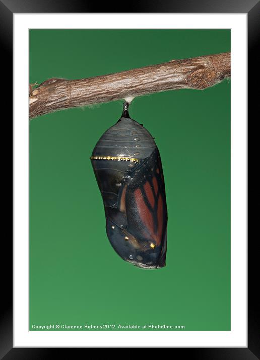 Monarch Butterfly Chrysalis III Framed Mounted Print by Clarence Holmes