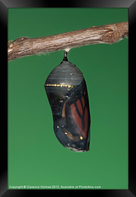 Monarch Butterfly Chrysalis III Framed Print by Clarence Holmes