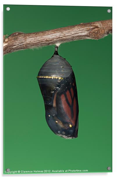 Monarch Butterfly Chrysalis III Acrylic by Clarence Holmes