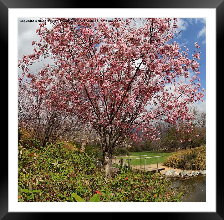 Cherry blssoms in a park Framed Mounted Print by Nicholas Burningham