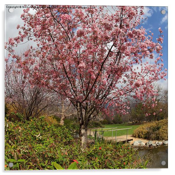 Cherry blssoms in a park Acrylic by Nicholas Burningham