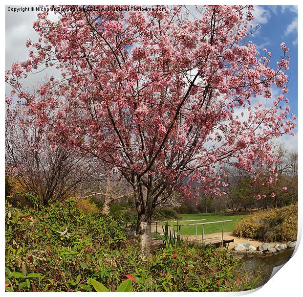 Cherry blssoms in a park Print by Nicholas Burningham