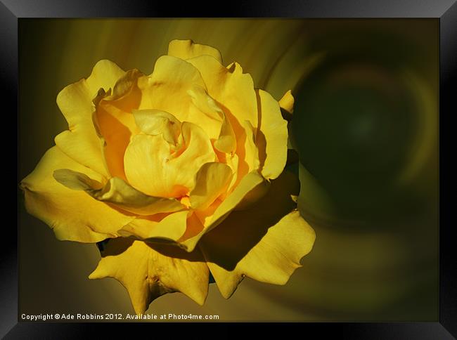 Yellow Flower Framed Print by Ade Robbins