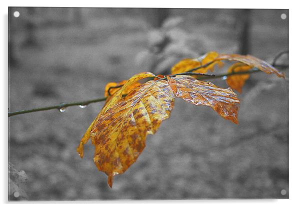 Autumn Leaf Acrylic by mike fox