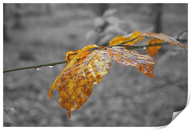 Autumn Leaf Print by mike fox
