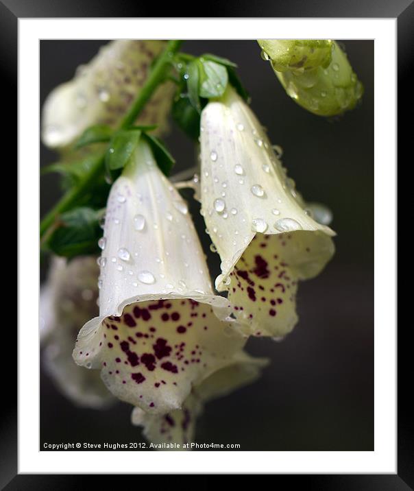 Foxgloves after the rains Framed Mounted Print by Steve Hughes