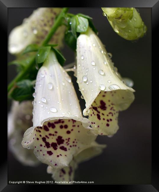 Foxgloves after the rains Framed Print by Steve Hughes