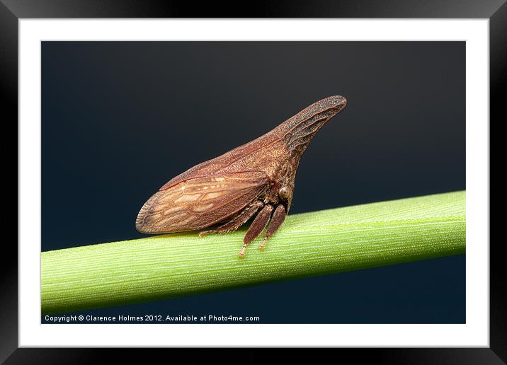 Widefooted Treehopper II Framed Mounted Print by Clarence Holmes