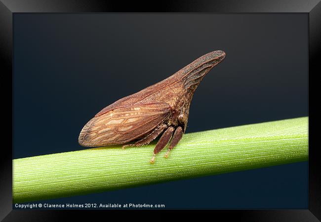 Widefooted Treehopper II Framed Print by Clarence Holmes