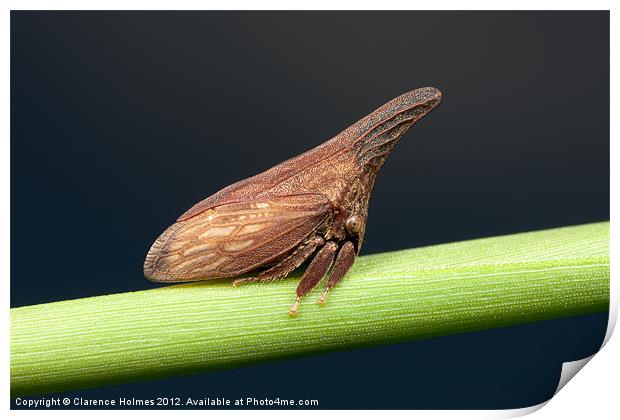 Widefooted Treehopper II Print by Clarence Holmes