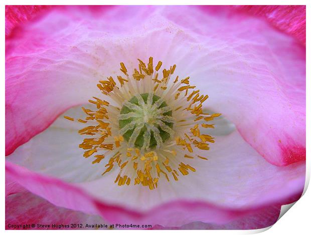 The Eye of a Poppy Print by Steve Hughes