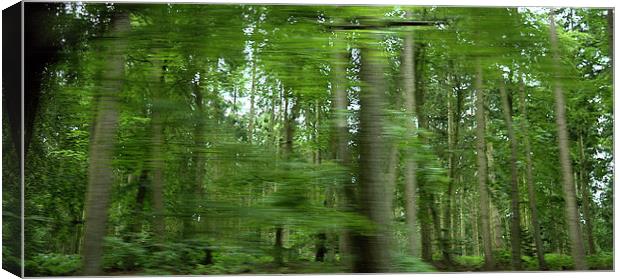 woods on the move Canvas Print by John Boekee