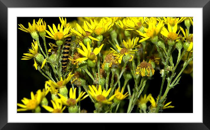 Yellow And Black Framed Mounted Print by John Boekee