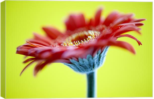 Red Flower On Yellow Canvas Print by Josh Kemp-Smith