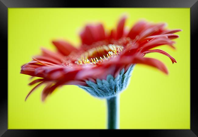 Red Flower On Yellow Framed Print by Josh Kemp-Smith